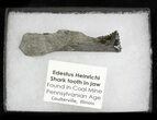 Bizarre Edestus Shark Tooth In Jaw Section - Carboniferous #31716-2